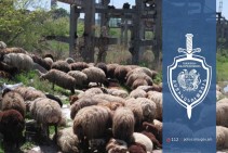 Դաշտից գողացել էին 224 ոչխար՝ պատճառելով մոտ 15 միլիոն դրամի վնաս