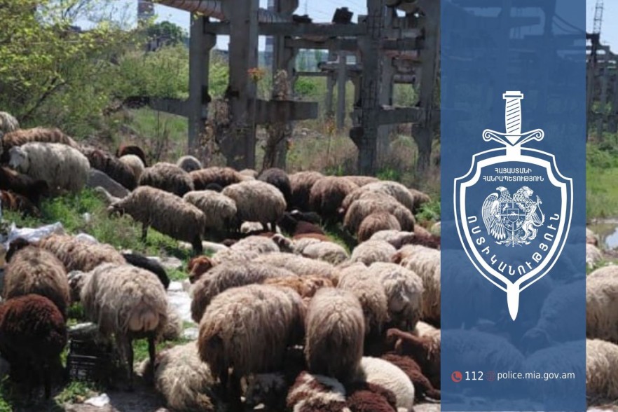 Դաշտից գողացել էին 224 ոչխար՝ պատճառելով մոտ 15 միլիոն դրամի վնաս