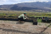 Viva for Armenia with “My Forest Armenia”. Long-term strategy: every day is Earth Day
