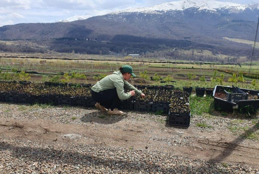 Viva for Armenia with “My Forest Armenia”. Long-term strategy: every day is Earth Day
