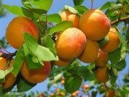Ծիրանի բերքատվության կանխատեսում՝ Արարատյան դաշտում