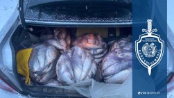 29-ամյա վարորդի մեքենայում 197 կգ-ից ավել ձուկ է հայտնաբերվել. նրան ձերբակալել են