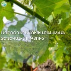 Արարատյան դաշտում սկսվել է խաղողի վազի ծաղկումը