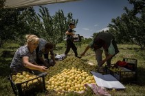 74.5% անկում. Հայկական գյուղմթերքի արտահանման ճգնաժամի համակարգային պատճառները. Տիգրան Դումիկյան