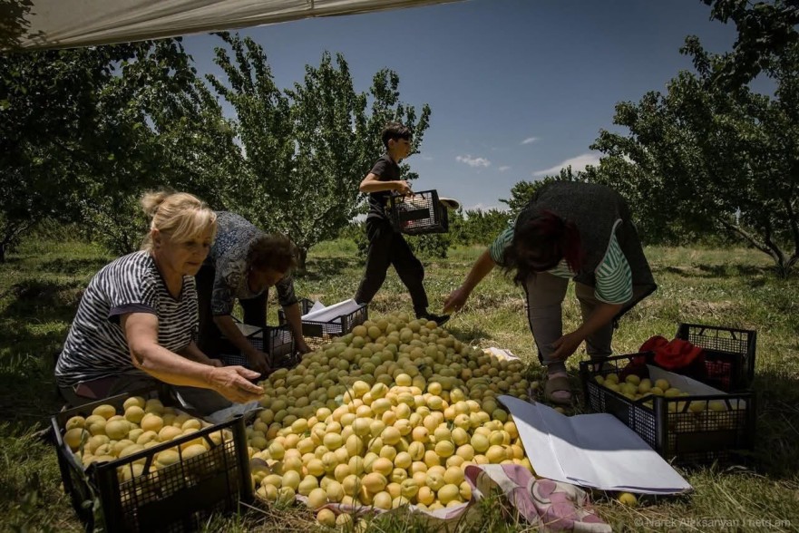 74.5% անկում. Հայկական գյուղմթերքի արտահանման ճգնաժամի համակարգային պատճառները. Տիգրան Դումիկյան