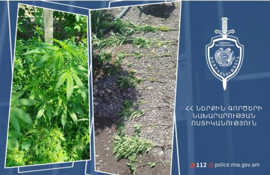 Վաղարշապատի համայնքային ոստիկանները հայտնաբերել են կանեփի թփեր
