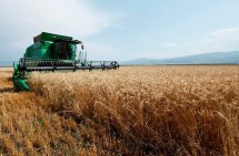 Նվազել է ցորենի, կարտոֆիլի, բանջարեղենի բերքի ծավալը ավելի քան 10%-ով. Առաքելյան