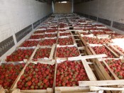 «Իրականությունը բոլորովին այլ է». Տնտեսագետը խորհուրդ է տալիս հաշվել Եվրոպա «արտահանվող» գյուղմթերքի ծավալը և համեմատել ֆերմերների կրած վնասի հետ