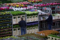 Problems with shipments from Armenia concern not only flowers, but also vegetables and fruits