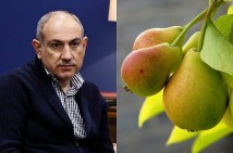Никол Пашинян был удивлён тем, что груша входит в число самых импортируемых фруктов в Армению