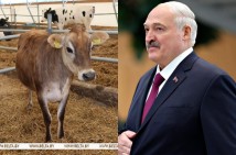 Լուկաշենկոյին Մուսյա անունով կով են նվիրել