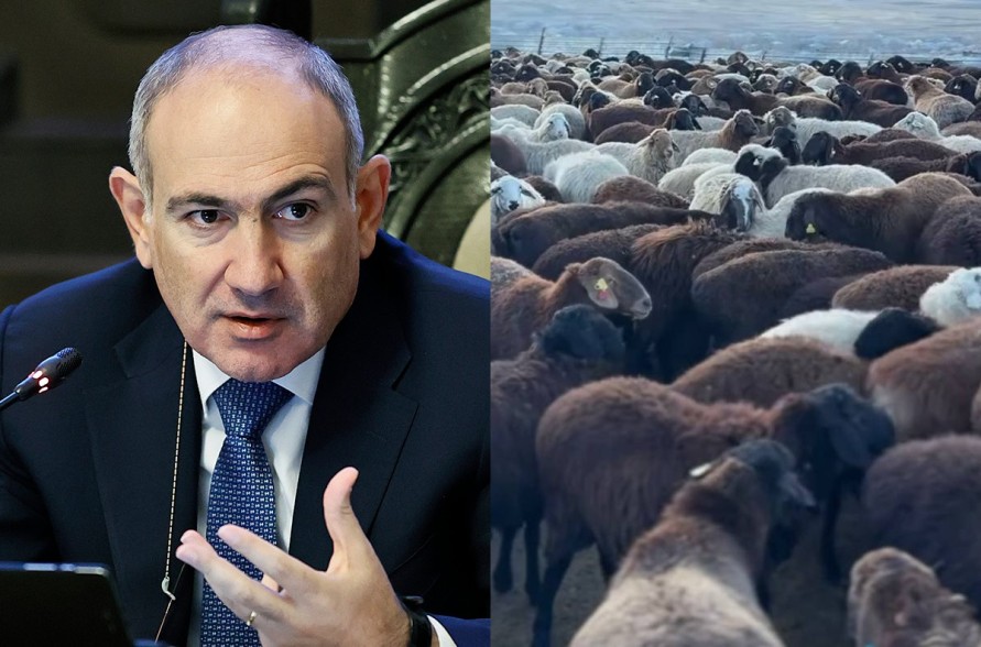 Ձեռք է բերվել 267 գլուխ Էդիլբաևյան ցեղի տոհմային ոչխար. Նիկոլ Փաշինյան (Տեսանյութ)