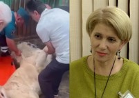 «Представляете, для них животное — это имущество: львицу перевезли, проигнорировав мнение специалистов»: эколог требует международной экспертизы