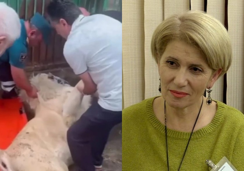 «Представляете, для них животное — это имущество: львицу перевезли, проигнорировав мнение специалистов»: эколог требует международной экспертизы
