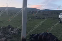 Կաքավաձորում հոսանքահարման հետևանքով հովվի ձին ու գառն անկել են. ինքը նկատել է մալուխն ու ողջ մնացել