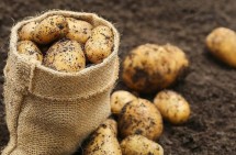 Rosselkhoznadzor to restrict imports of seeds, eggplant, potatoes and dried fruits from Armenia starting June 3