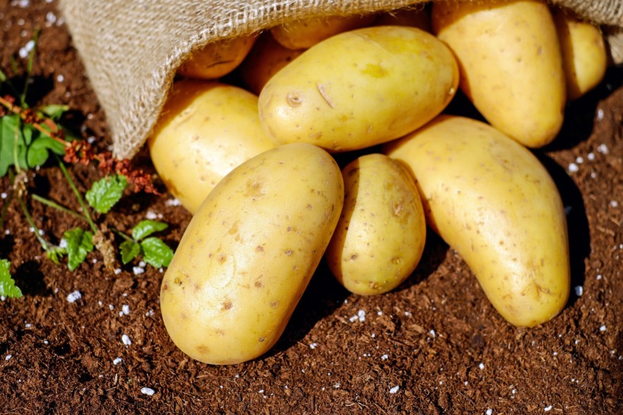 Over 4,250 tons of vegetables, strawberries and 10 million flowers expected to be exported in June