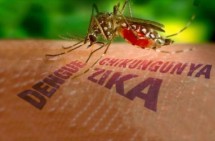 Chikungunya fever case reported in Armenia