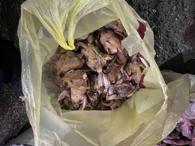 Երևանի բնակիչները Վայոց ձորում ապօրինի որսացել են 74 մոխրագույն կաքավ և 4 գորշ նապաստակ. մսեղիքն առգրավվել և հանձնվել է ՀՀ ՊՆ N զորամաս