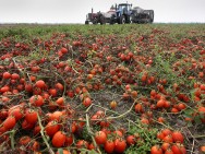 «1 կամ 2 կիլոյի հարց չէ, տոննաների հարց է»․ Գյուղացիների բերքը փչանում է, բողոքի ակցիա են արել