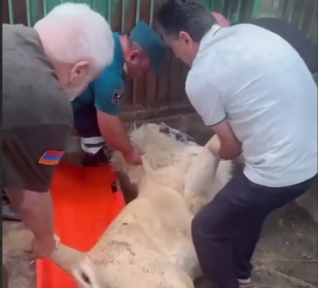 Усыпление животных при их перевозке из резиденции Гагика Царукяна привело к опасным последствиям (видео)