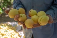 Երեք օրում Հայաստանից արտահանվել է 371 տոննա ծիրան և 390 հազար ծաղիկ