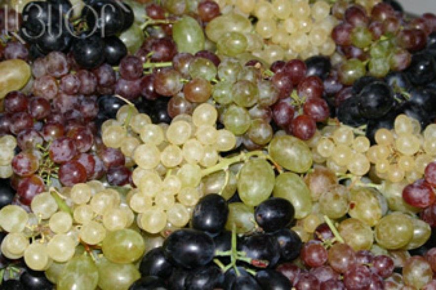 Unprecedented rich harvest of grape recorded this year