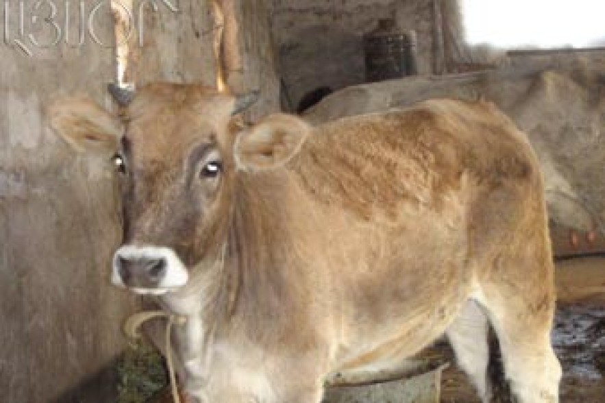 Anthrax cases grow
