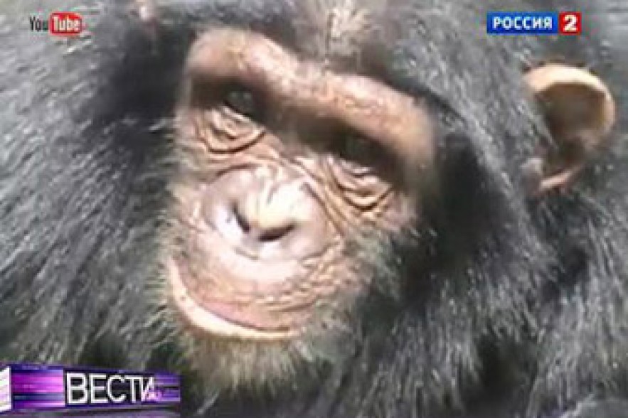 Жена китайского дрессировщика кормит обезьян грудью