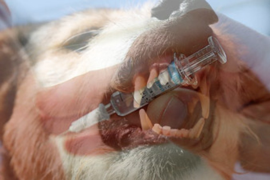 Adventures after a dog bite: where is rabies vaccine? 