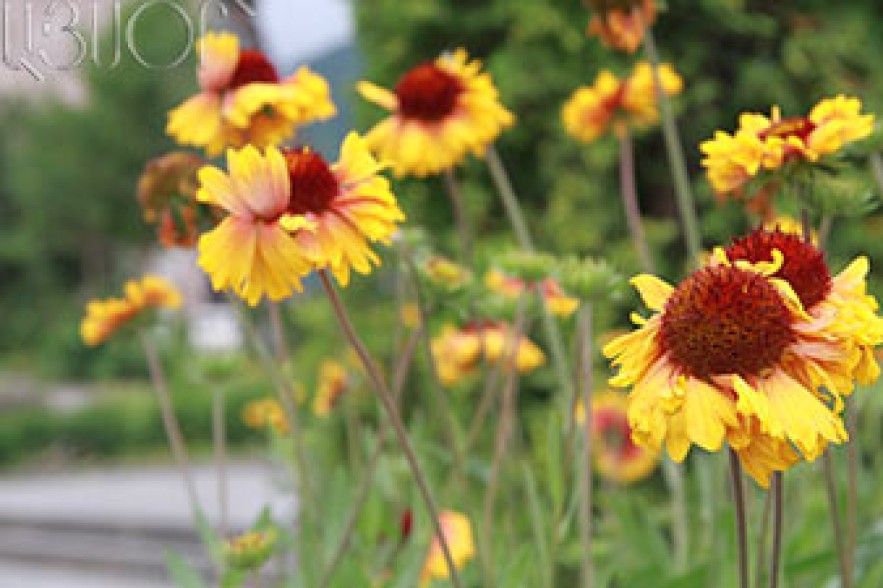 Notable rise in temperatures forecast  