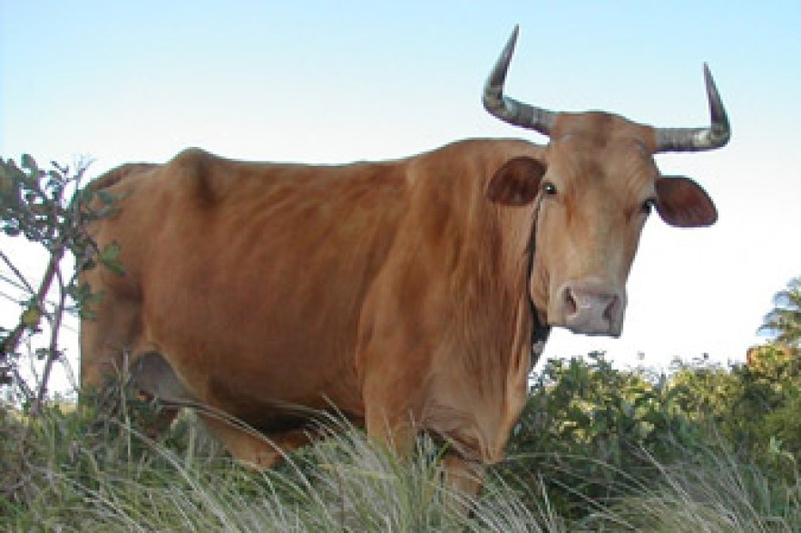 Cow falls into canal in Aragatsotn province 