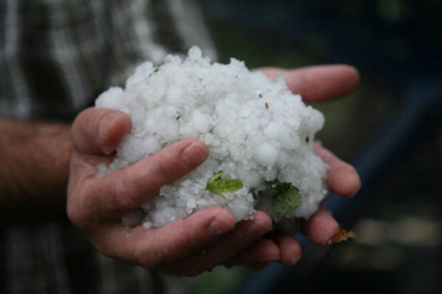 Sown areas and gardens in Aragatsotn damaged by heavy hail 