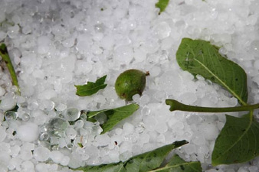Crops in Tashtun village damaged by hail 