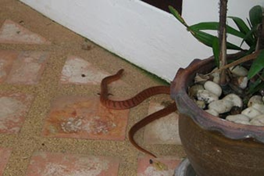 Snake found in Yerevan kindergarten 