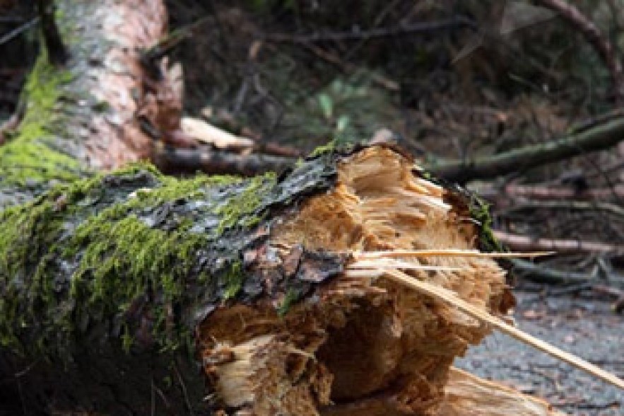 Tree falls at crossroads blocking traffic 