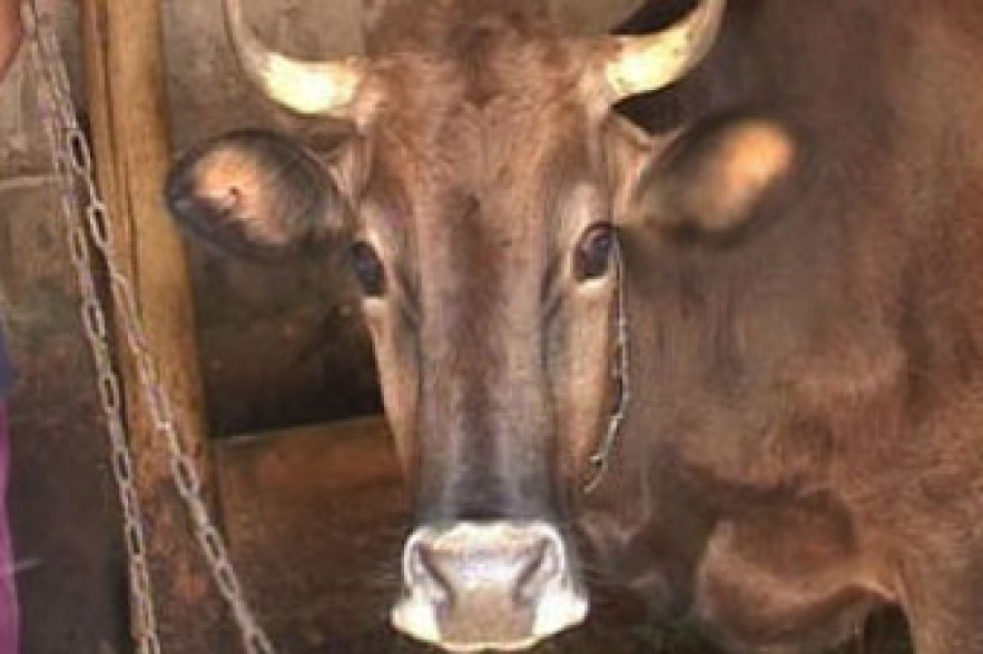 Cattle die in Shirak province because of water 