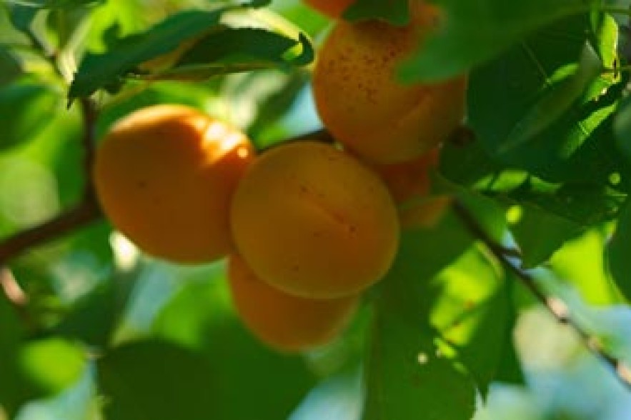 Абрикосы признаны самым полезным фруктом для здоровья
