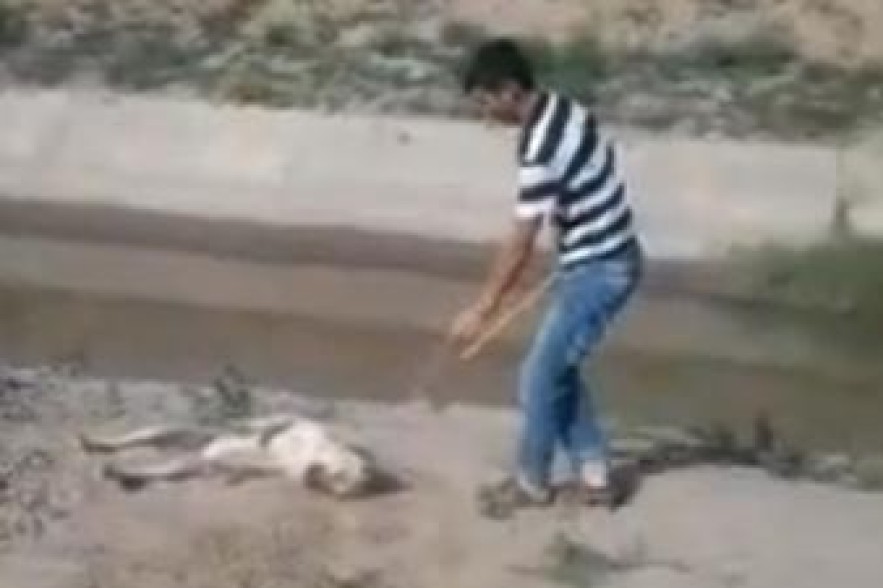 В Азербайджане подростки  избили собаку до смерти и сняли это на видео