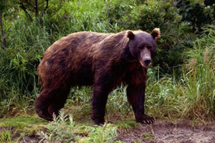Սոված արջը մտել է տուն ու կերել բորշչը