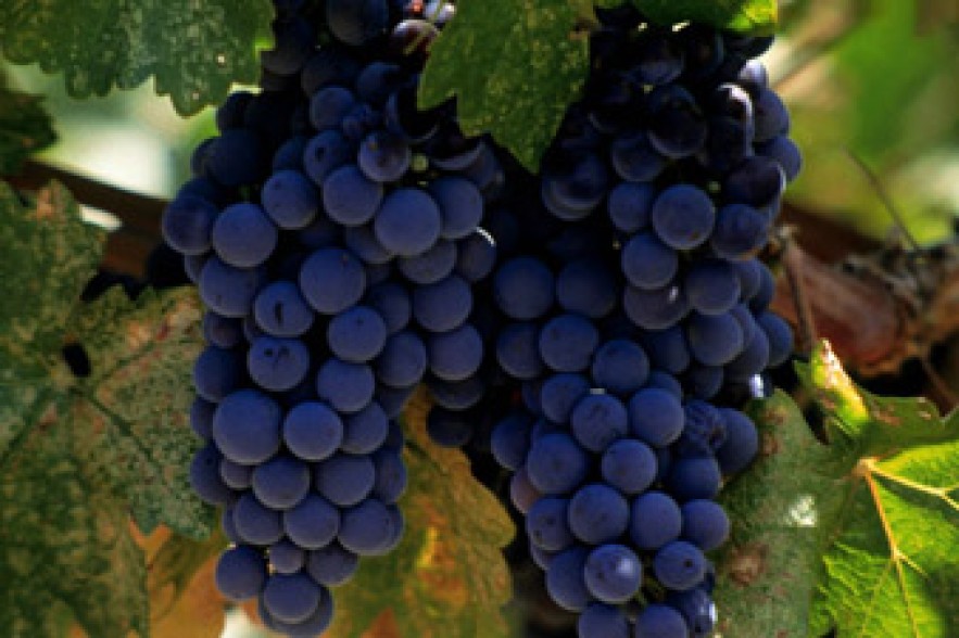 Իսպանիայում խաղողը մարդ է սպանել