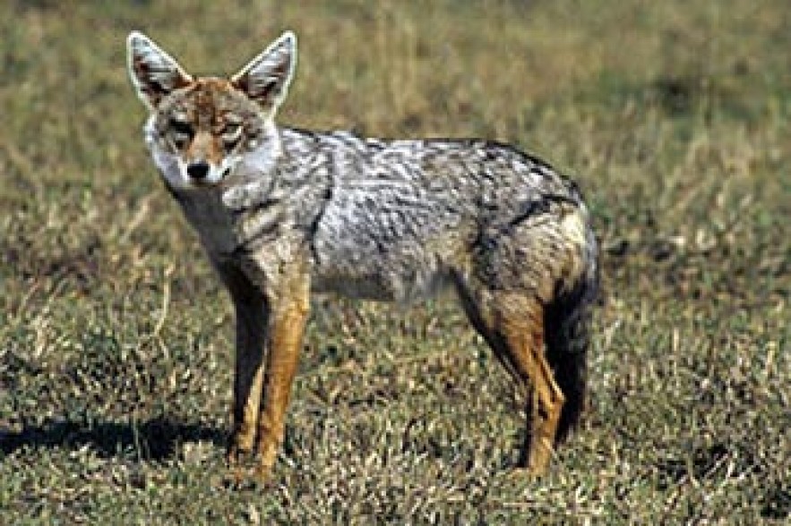 Jackal wanders into furniture store in Ijevan 
