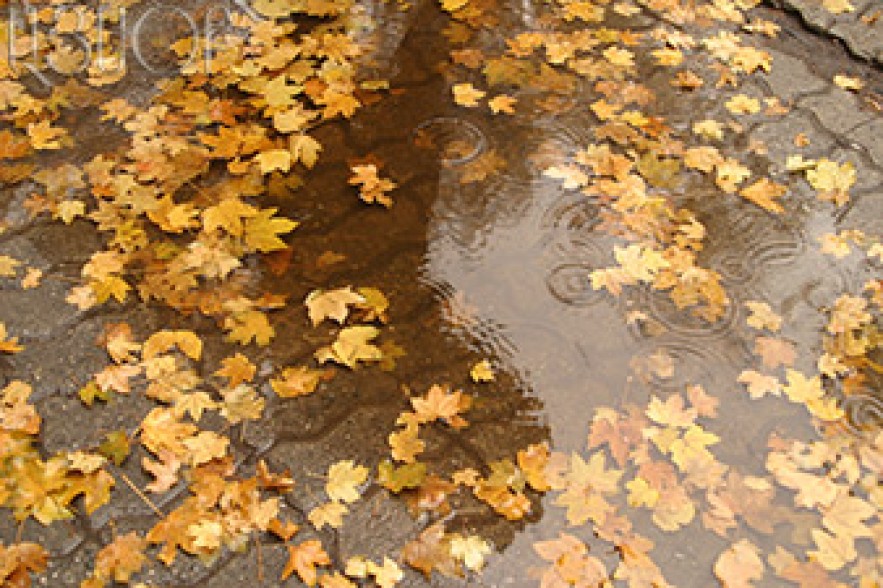 Occasional rain and fog expected 