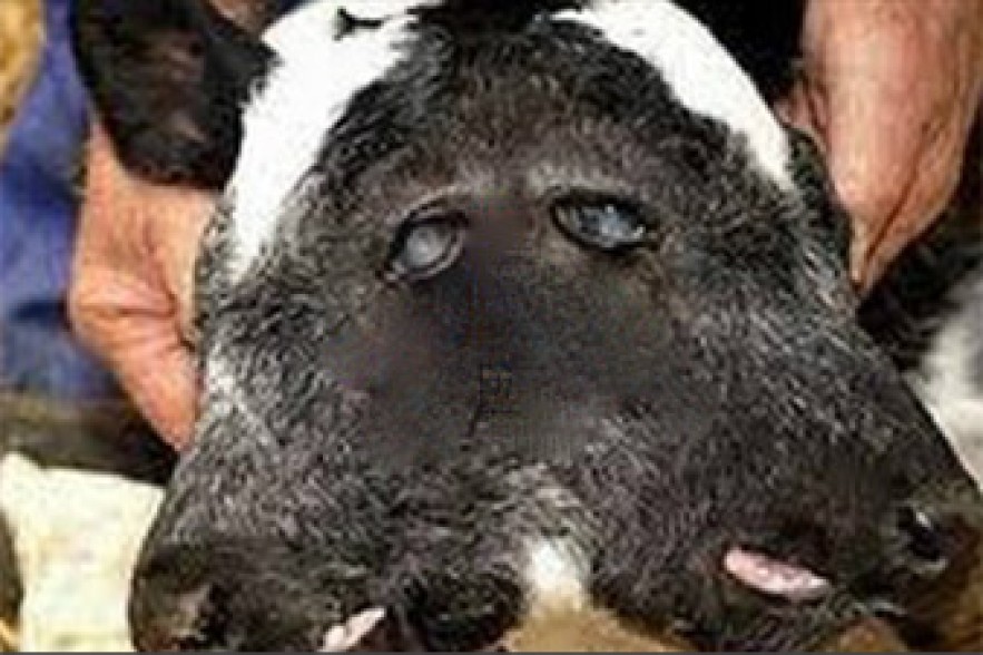 Մարոկոյում երկգլխանի հորթուկ է ծնվել (Տեսանյութ)