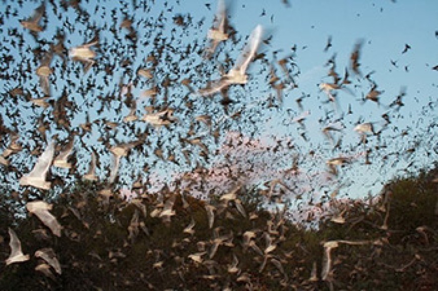 Bracken Bat Cave-ը չղջիկների ամենամեծ բնակավայրն է. Լուսանկարներ
