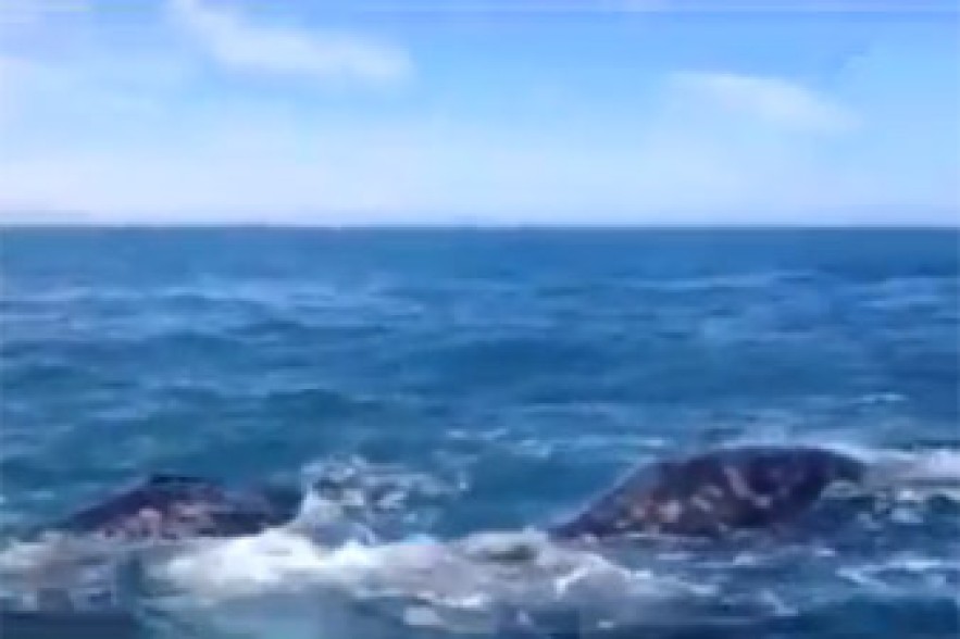 Կետը պոչով «ապտակել է» զբոսաշրջիկ կնոջը (Տեսանյութ)