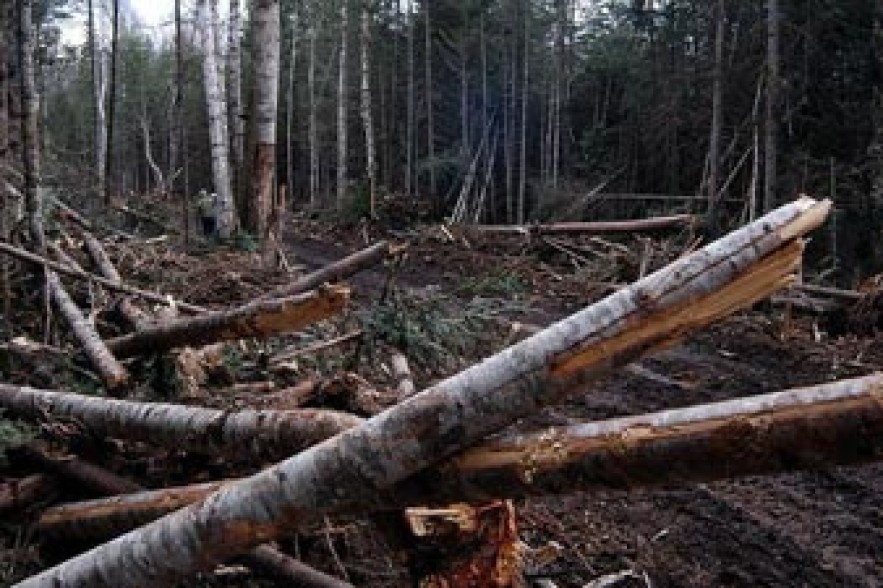 Gyumri resident detained for illegal tree felling  