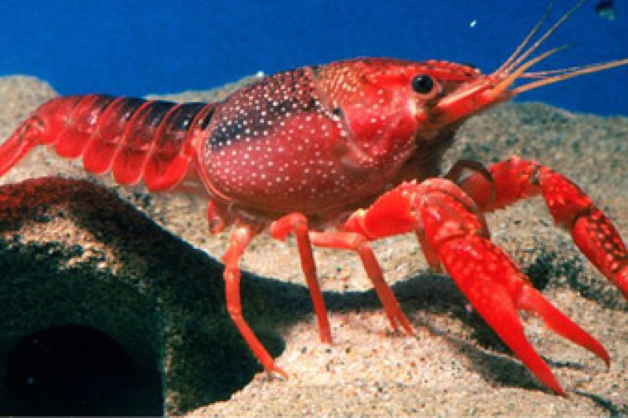 Crayfish may experience form of anxiety