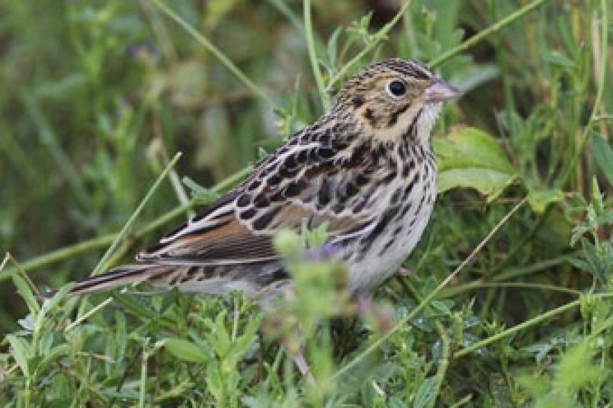Software can decode bird songs
