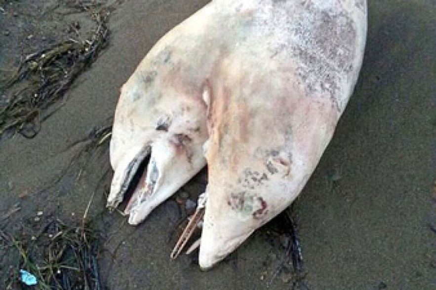 Body of two-headed dolphin washes up on Turkish beach